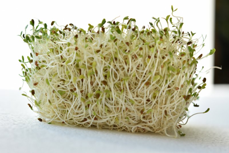 Microplitis croceipes Cress