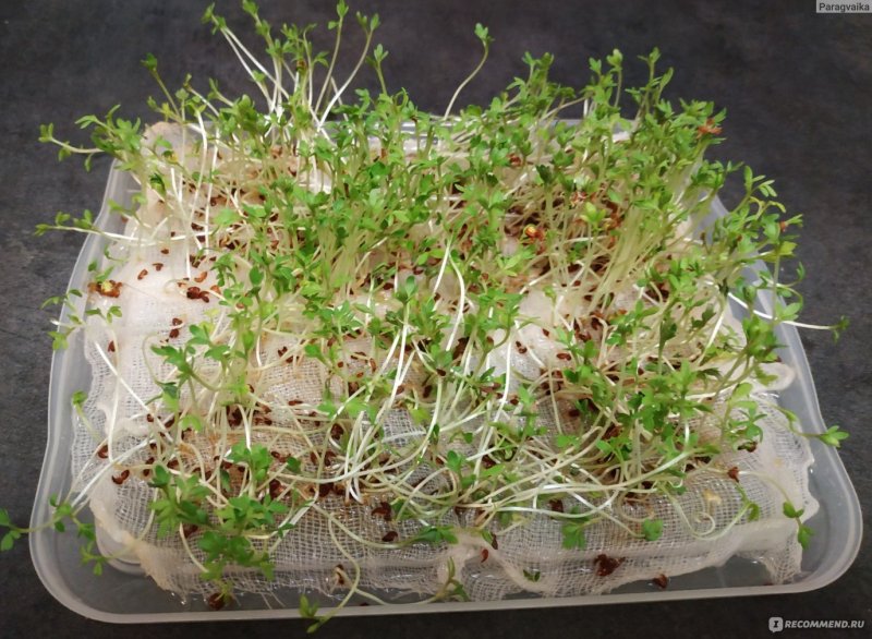Кресс салат крупнолистовой