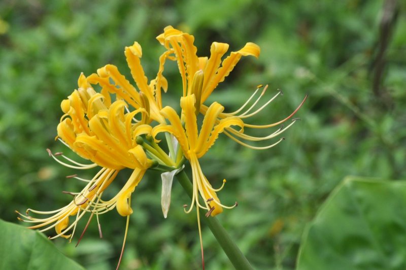 Ликорис Radiata