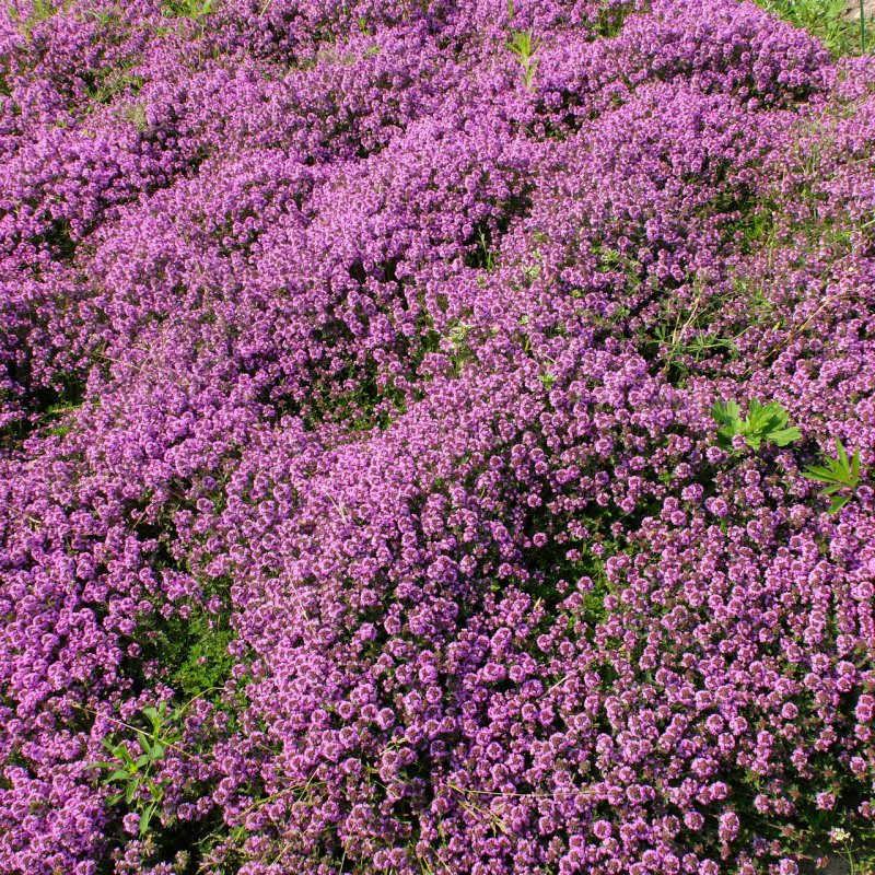 Тимьян ползучий (Thymus serpyllum)