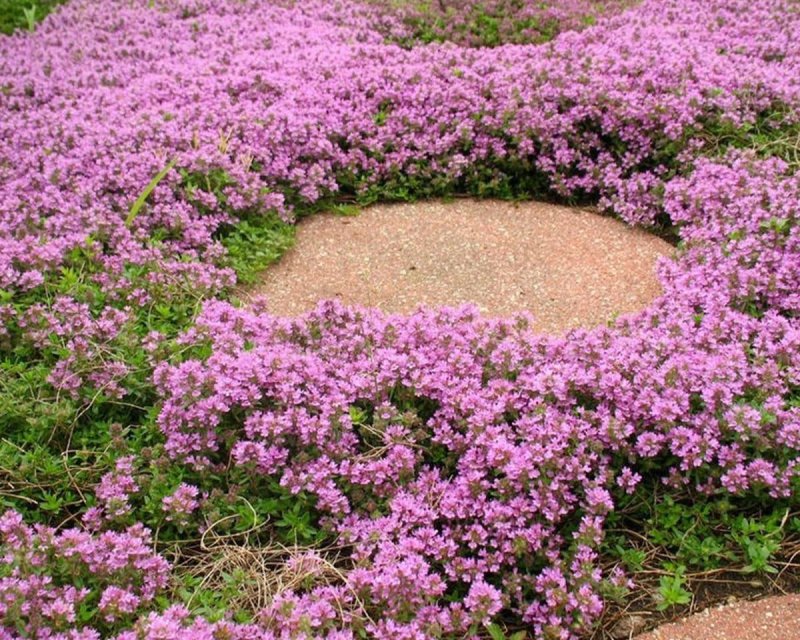Тимьян ползучий (Thymus serpyllum)
