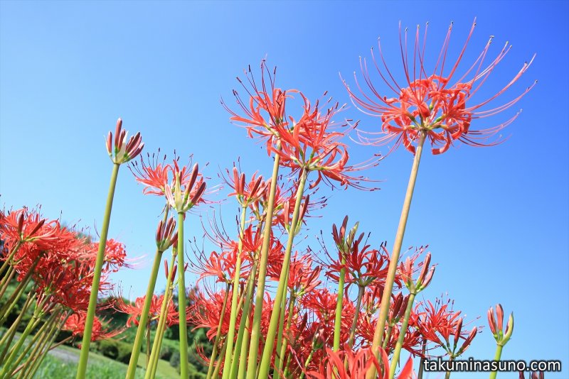 Lycoris argentea