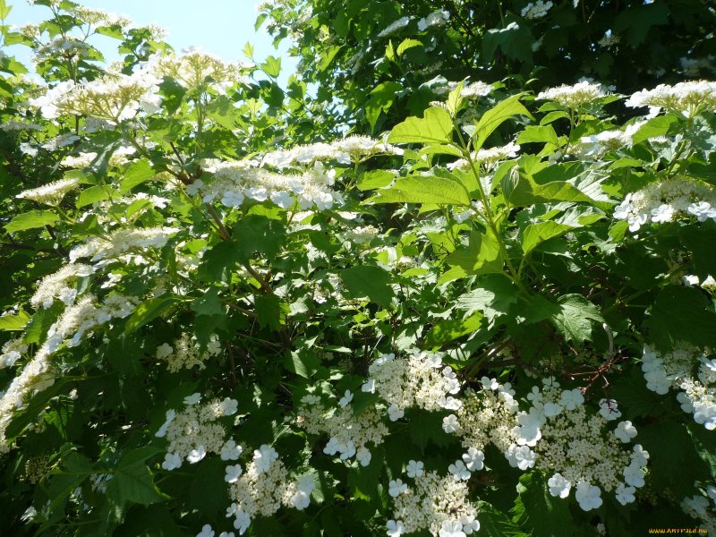 Калина Viburnum дерево