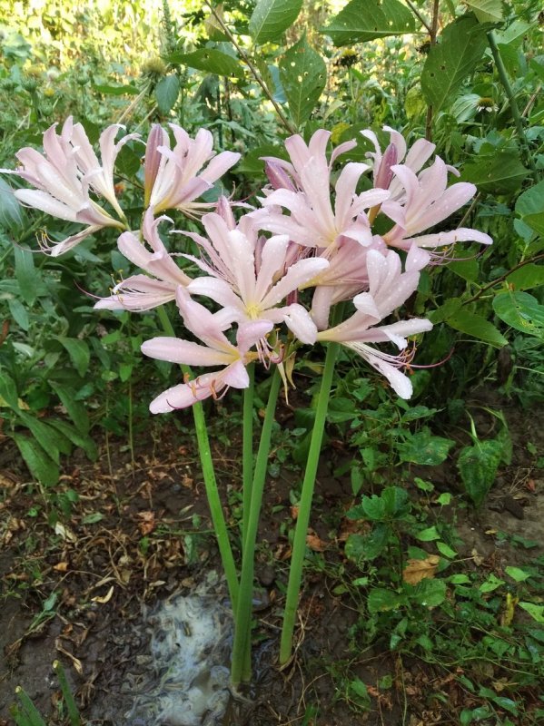 Surprise Lily