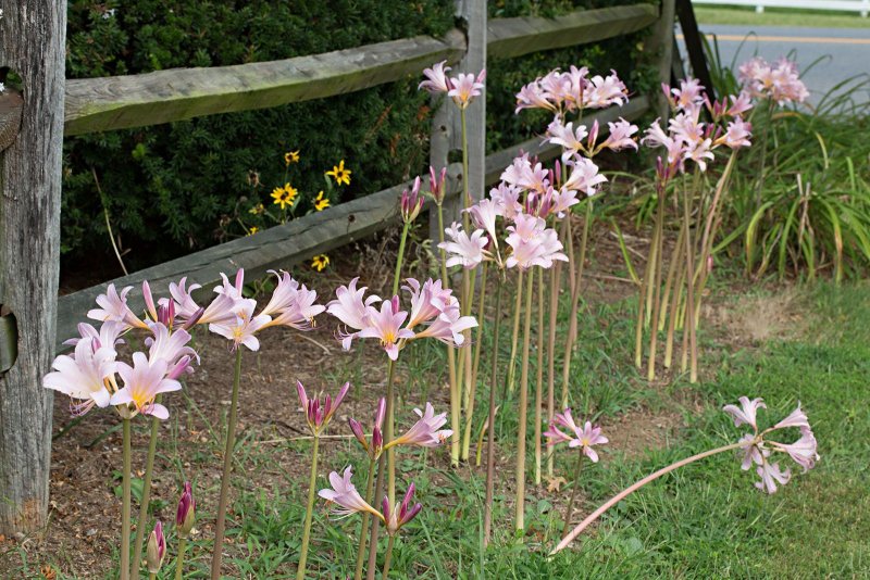Ликорис Лучистый (Lycoris Radiata)
