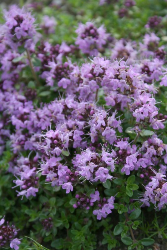 Тимьян ранний (Thymus praecox)