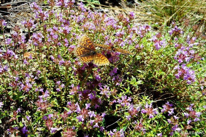 Тимьян ползучий (Thymus serpyllum)