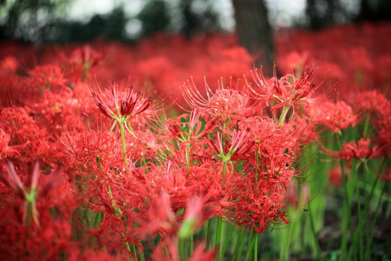 Lycoris albiflora