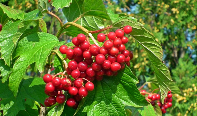 Калина (Viburnum) плод