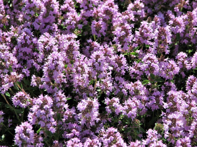 Thymus pulegioides
