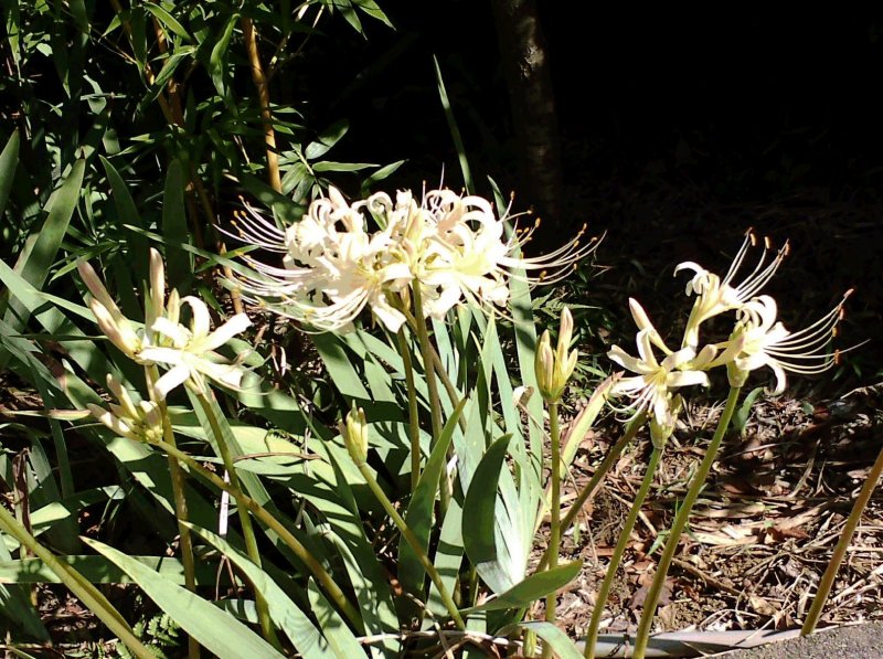 Lycoris squamigera