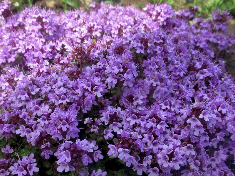 Thymus serpyllum