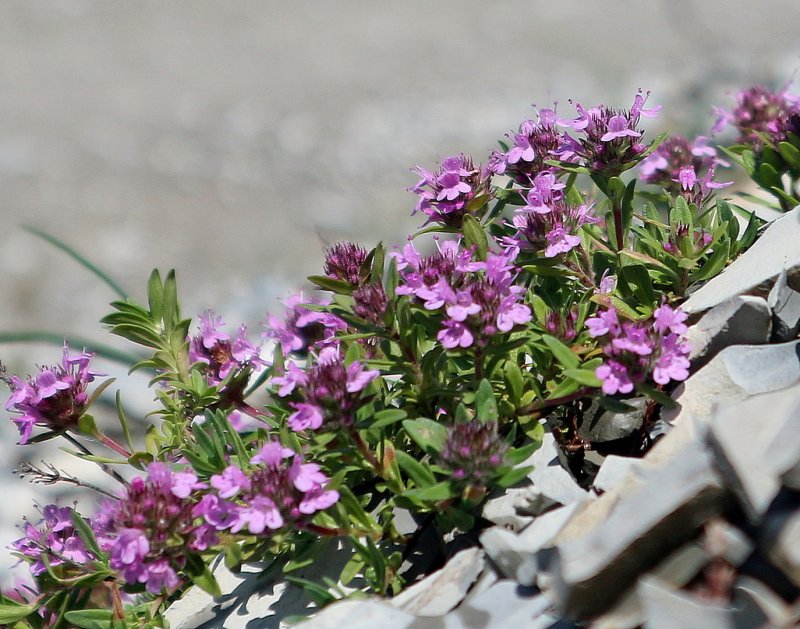 Тимьян Комарова (Thymus komarovii )