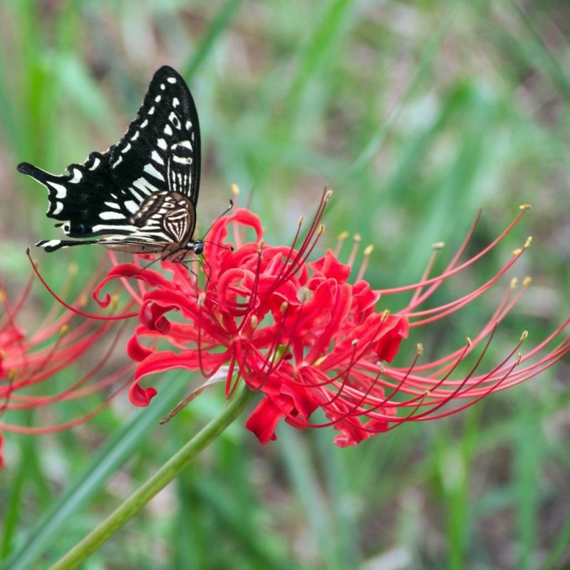 Magic Lily. Resurrection Lily