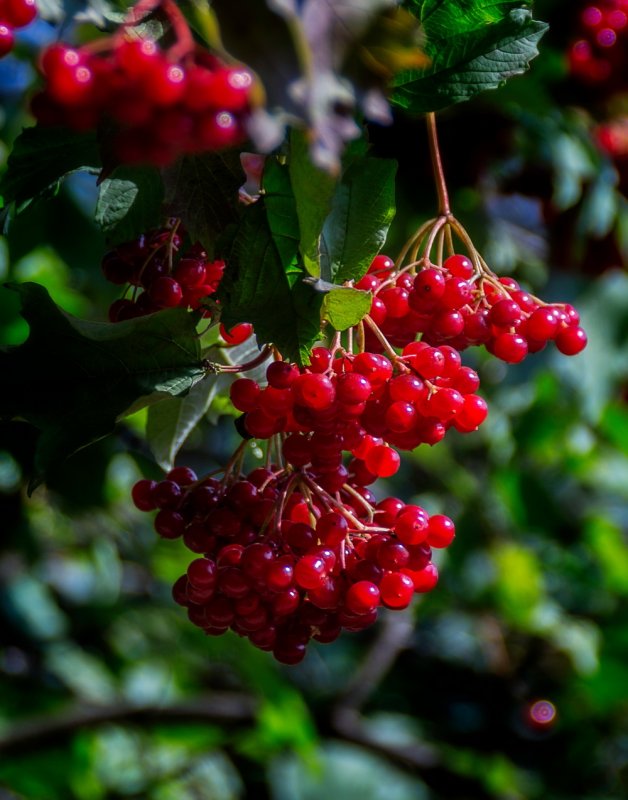 Калина Viburnum дерево