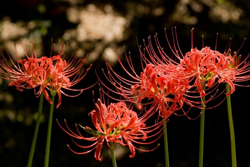 Lycoris sanguinea