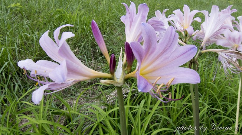 Lycoris squamigera