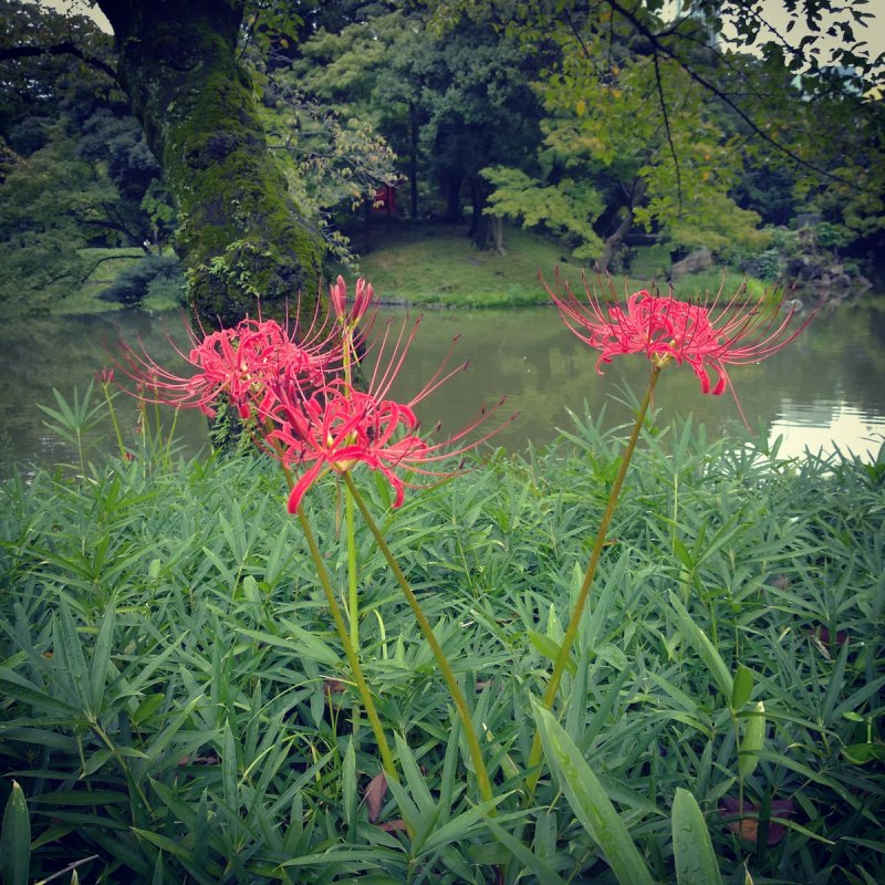 Ликорис Лучистый (Lycoris Radiata)