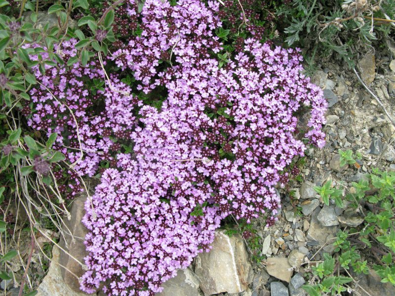 Тимьян, чабрец (Thymus)