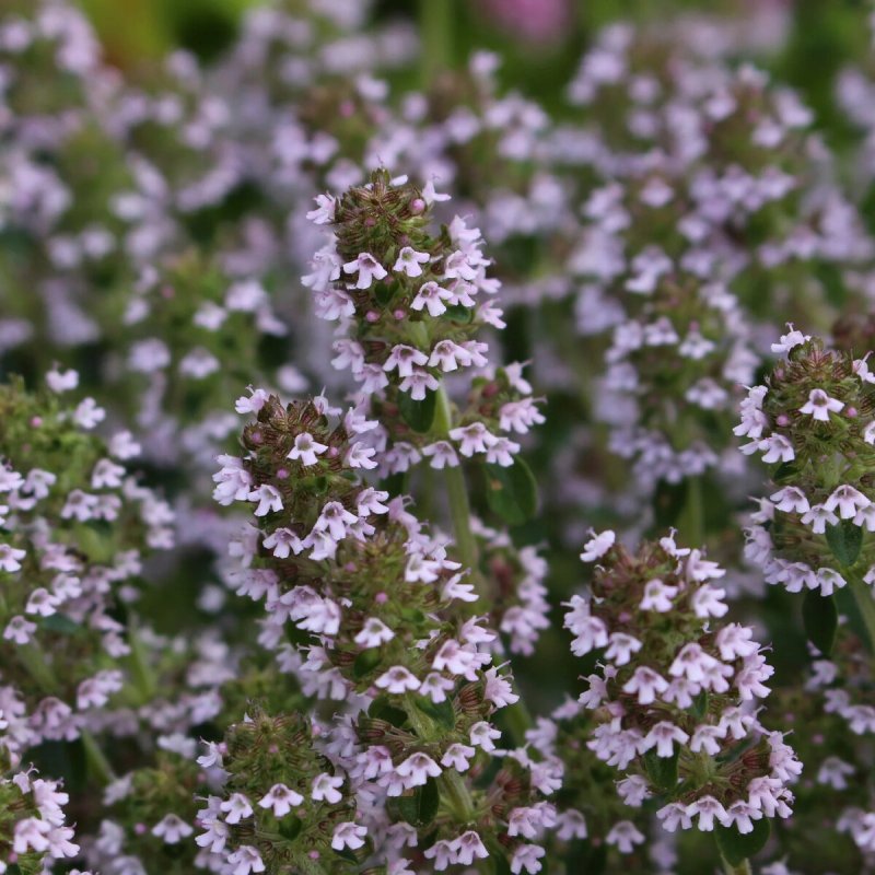 Тимьян, чабрец (Thymus)