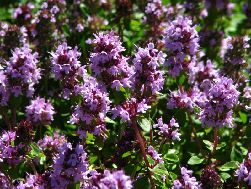 Тимьян ползучий (Thymus serpyllum)
