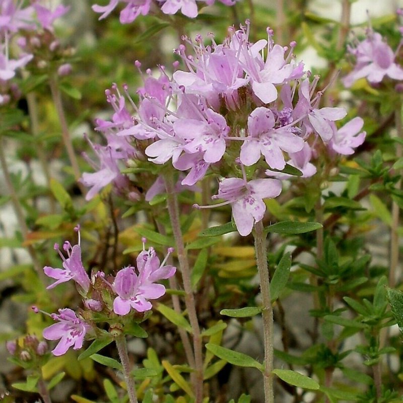 Тимьян ползучий (Thymus serpyllum)