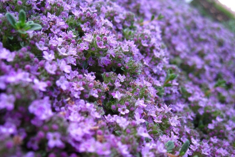 Тимьян, чабрец (Thymus)