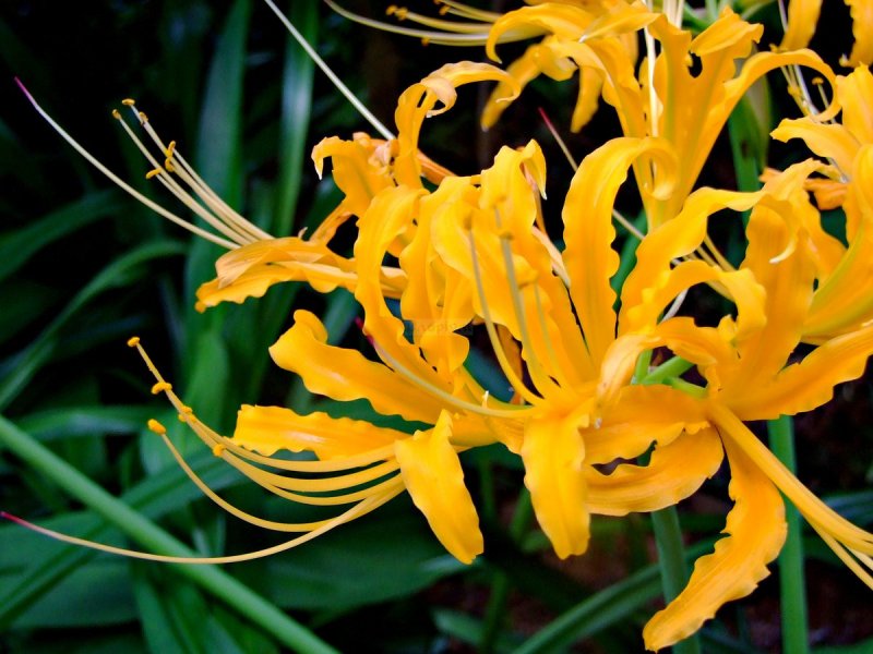 Lycoris Radiata Bulbs Manjusaka синие