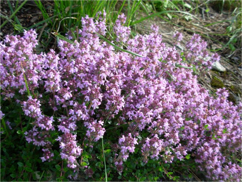 Тимьян Thymus vulgaris