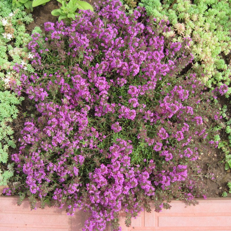 Тимьян ползучий (Thymus serpyllum 'Magic Carpet')