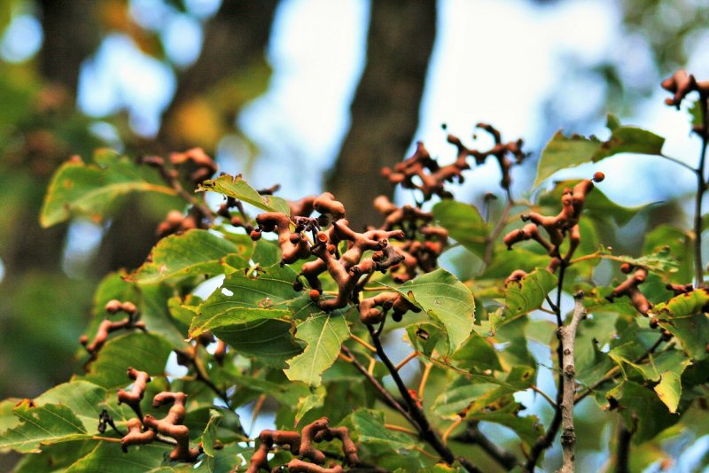 Haematoxylon растение