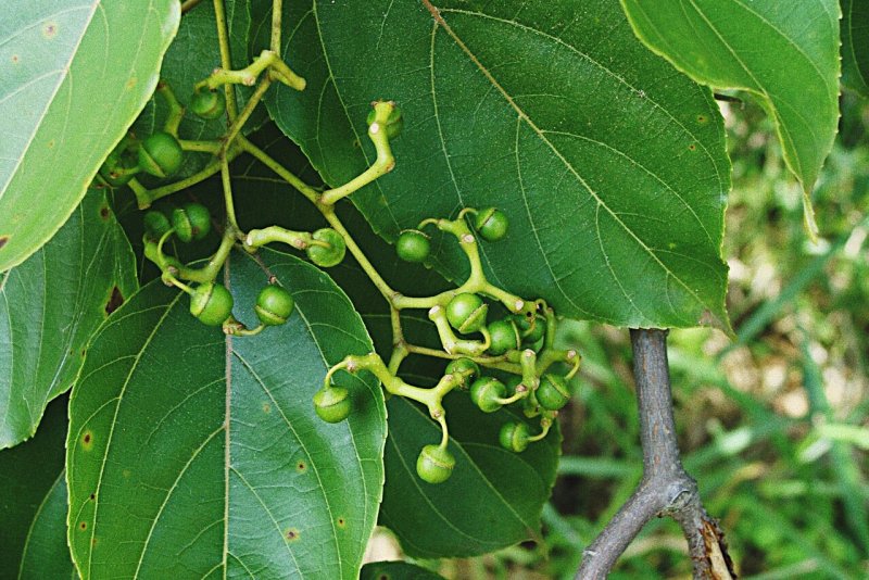 Hovenia Dulcis