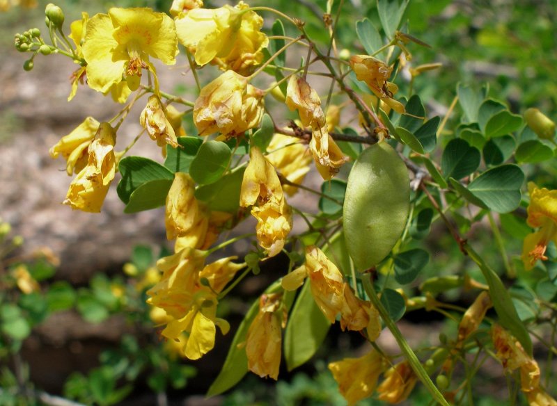 Hovenia – говения (ховения)