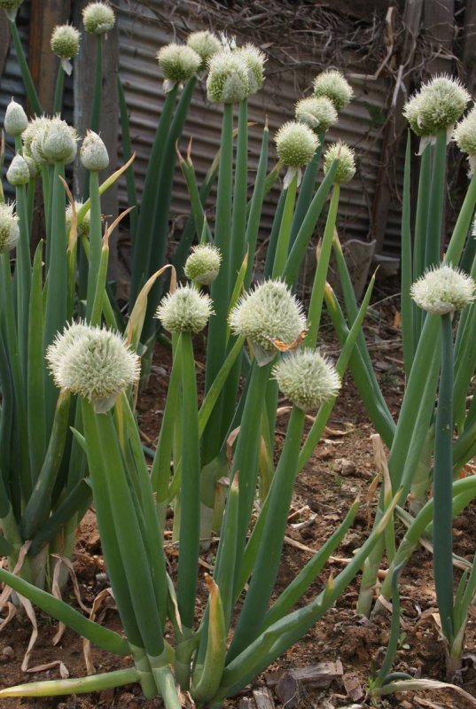 Лук батун - Allium fistulosum
