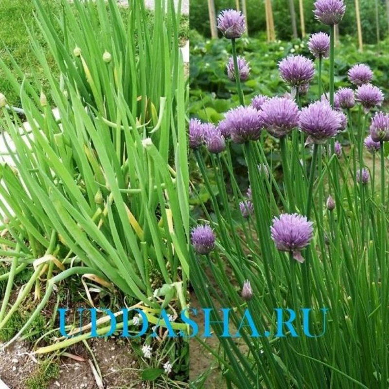 Лук батун красный