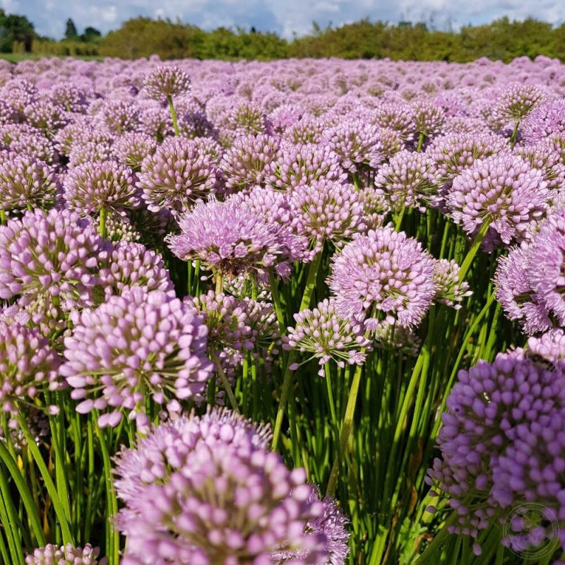 Аллиум Allium senescens Pink Planet