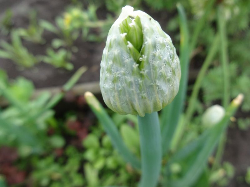 Лук батун - Allium fistulosum
