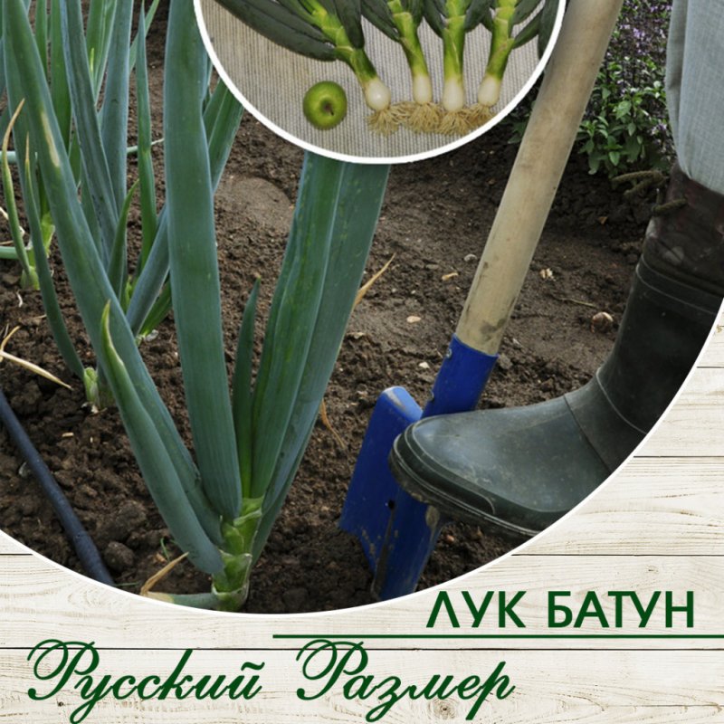 Лук зеленый