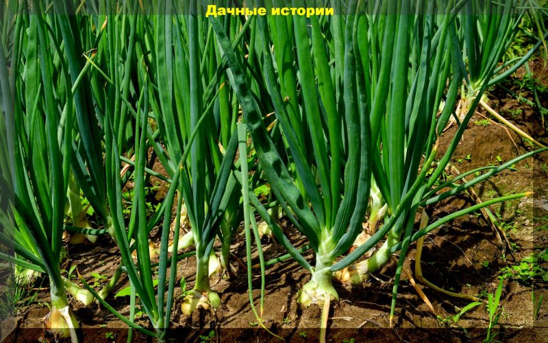 Клип лук батун