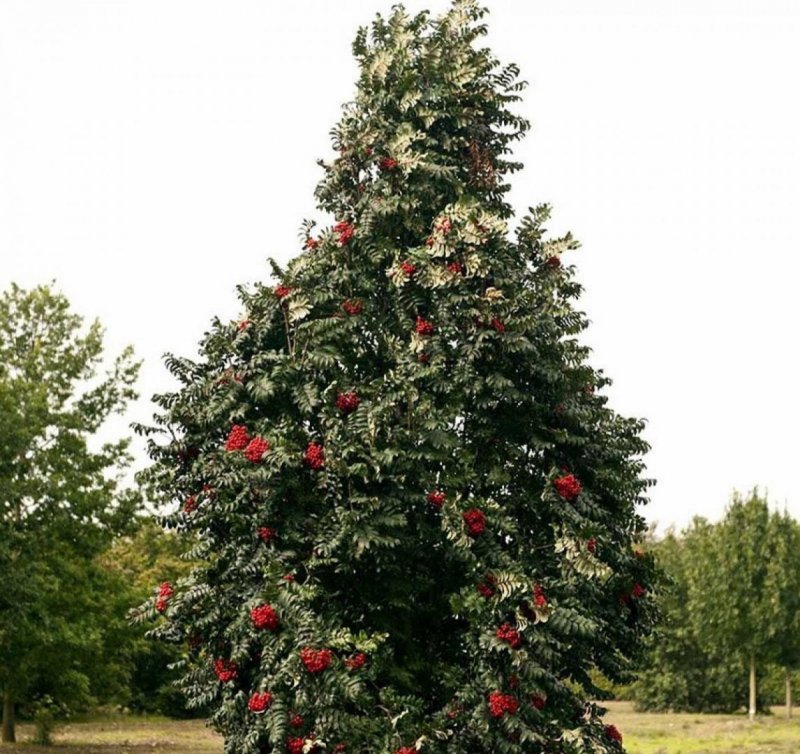 Рябина Тюрингская «Фастигиата» (Sorbus thuringiaca ‘Fastigiata’)