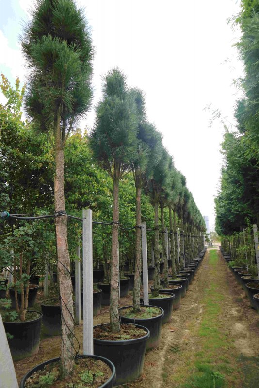 Quercus Robur Fastigiata