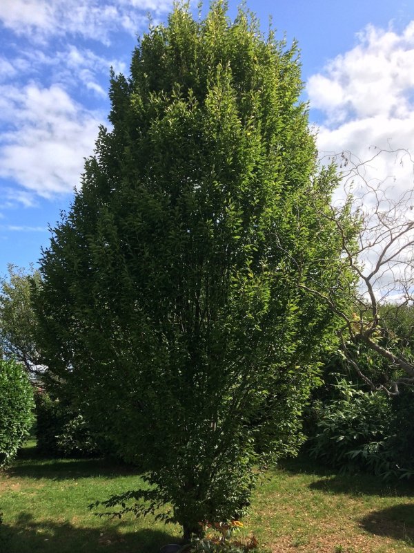 Carpinus betulus (граб обыкновенный) 'Fastigiata'