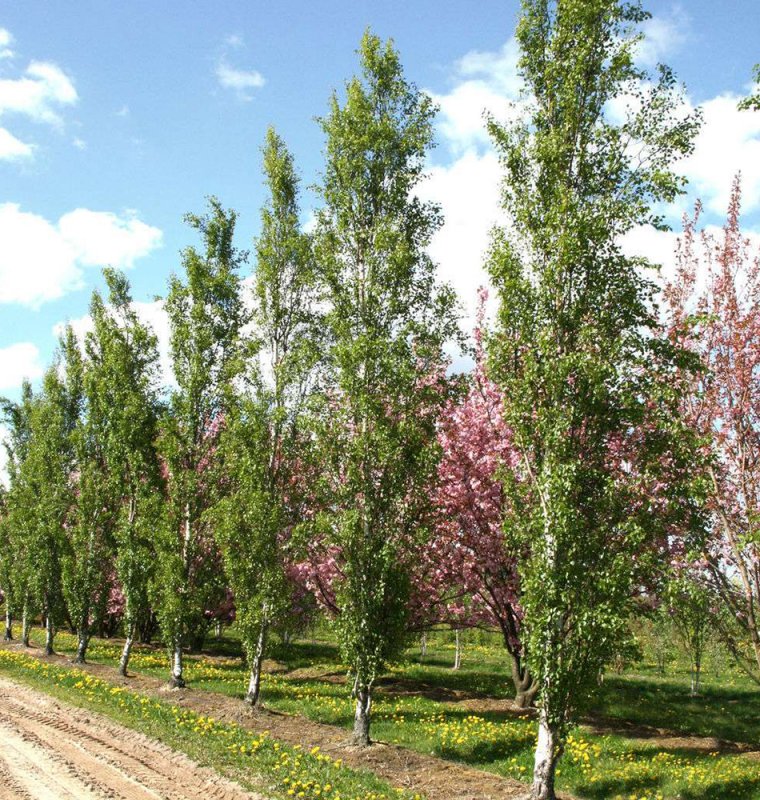 Рябина обыкновенная кустовая