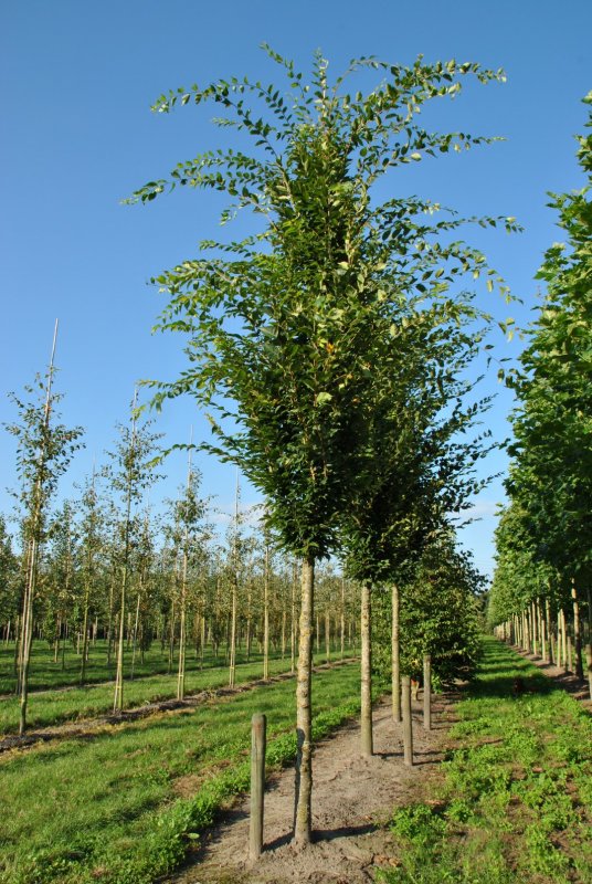 Дуб черешчатый Quercus Robur 'Fastigiata'