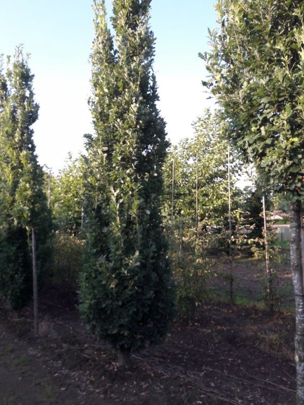 Рябина Пендула