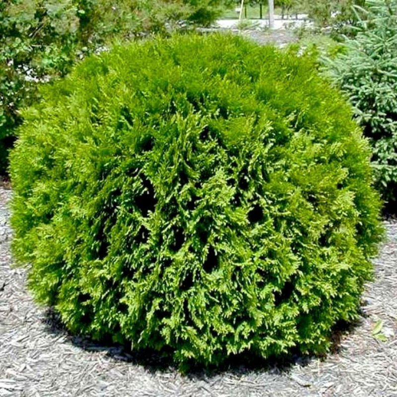 Туя Западная globosa Aurea