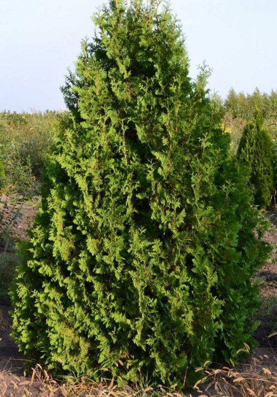Туя Западная «spiralis» (Thuja occidentalis «spiralis»)