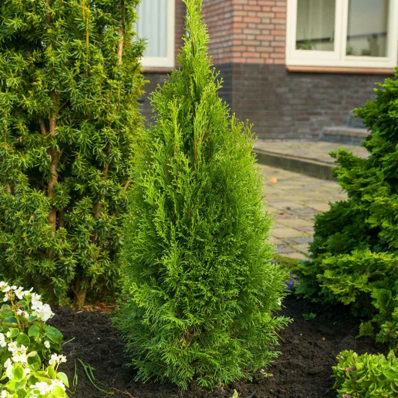 Thuja occidentalis Rheingold