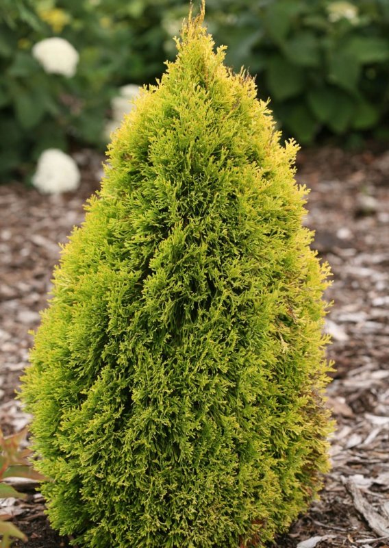 Туя Западная (Thuja occidentalis)