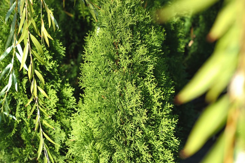 Туя Западная (Thuja occidentalis)